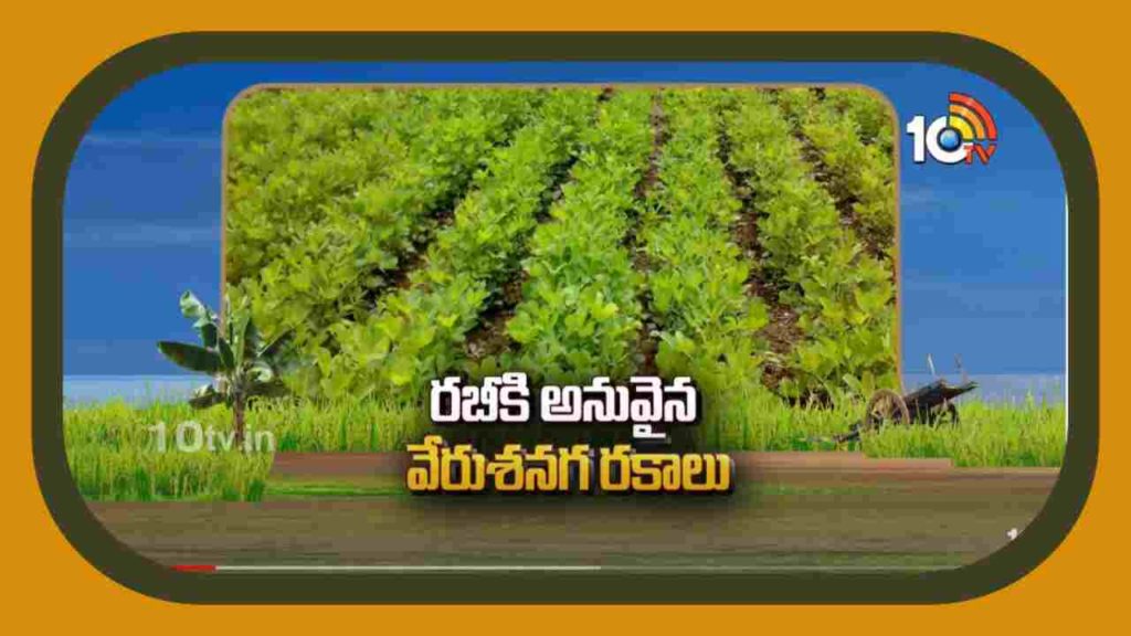 Groundnut Varieties