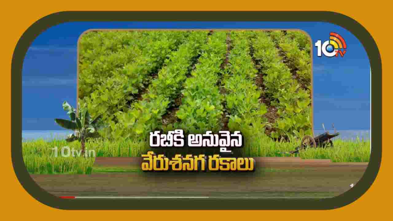 Groundnut Varieties : రబీకి అనువైన వేరుశనగ రకాలు.. సాగులో అధిక దిగుబడుల కోసం శాస్త్రవేత్తల సూచనలు Groundnut Varieties : రబీకి అనువైన వేరుశనగ రకాలు.. సాగులో అధిక దిగుబడుల కోసం శాస్త్రవేత్తల సూచనలు