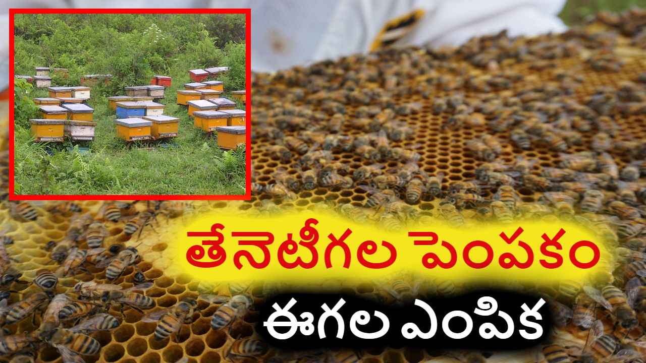Honeybee Farming : తేనెటీగల పెంపకానికి అనువైన తేనెటీగ జాతులు Honeybee Farming : తేనెటీగల పెంపకానికి అనువైన తేనెటీగ జాతులు