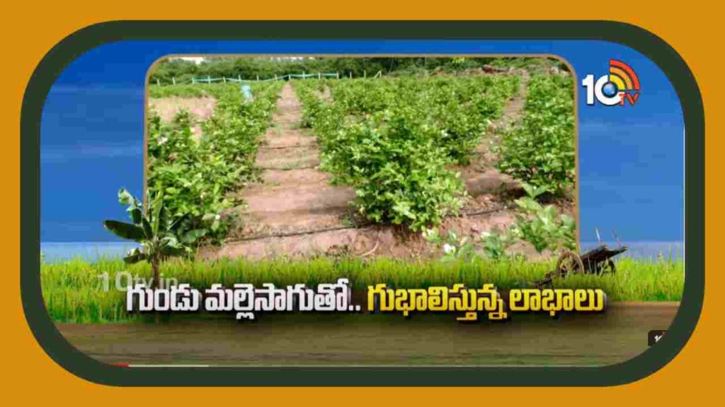 Jasmine Cultivation