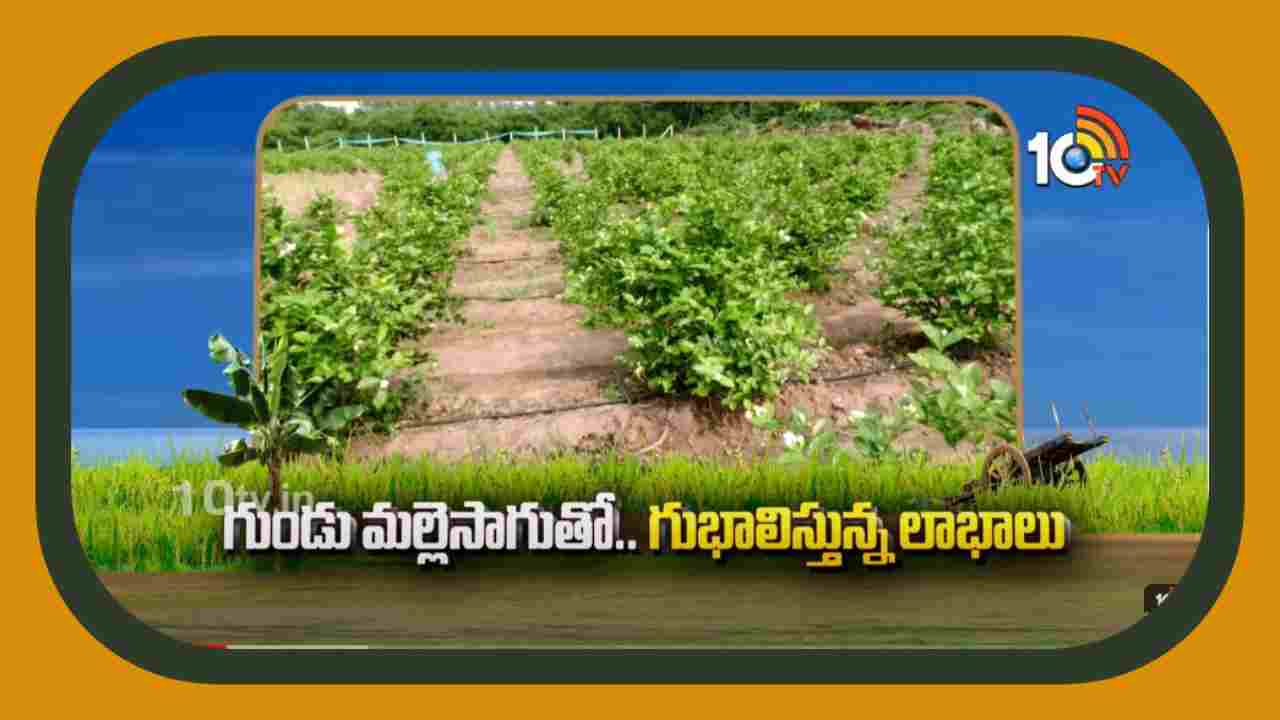 Jasmine Cultivation : గుండు మల్లెసాగుతో.. గుభాలిస్తున్న లాభాలు Jasmine Cultivation : గుండు మల్లెసాగుతో.. గుభాలిస్తున్న లాభాలు