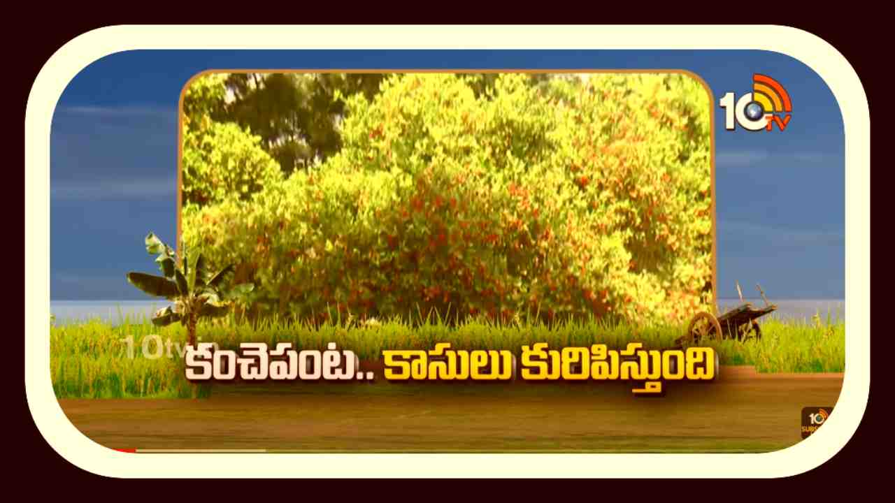 Karonda Cultivation : ఒక్కసారి నాటితే ఏళ్ల తరబడి దిగుబడి..పెట్టుబడి లేని కరొండ సాగు Karonda Cultivation : ఒక్కసారి నాటితే ఏళ్ల తరబడి దిగుబడి..పెట్టుబడి లేని కరొండ సాగు