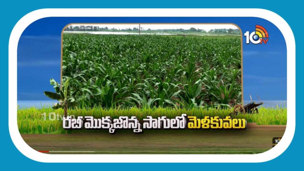 Maize Cultivation