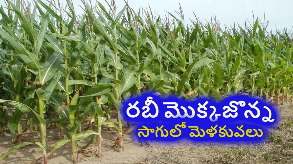 Maize Cultivation