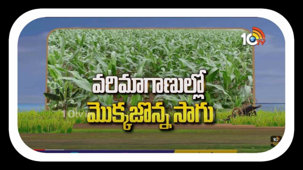 Maize Cultivation