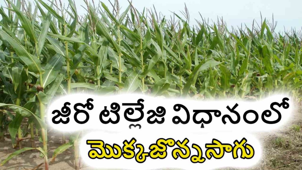 Maize Cultivation