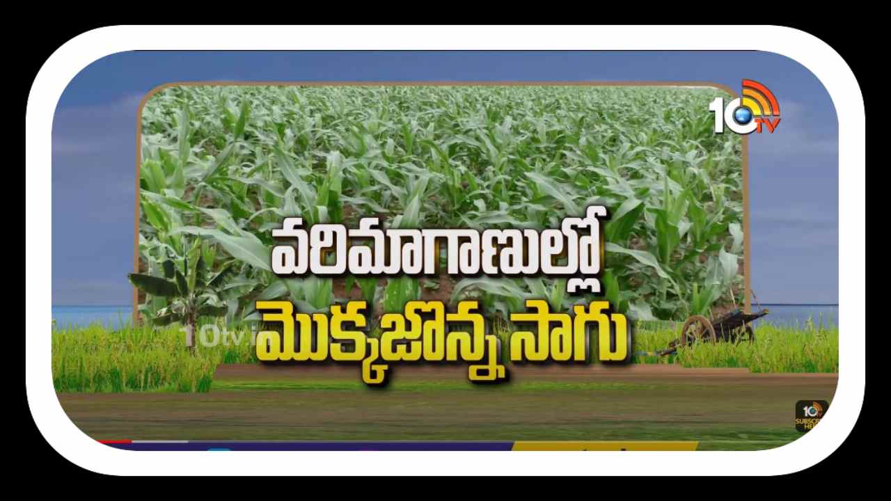 Maize Cultivation : వరిమాగాణుల్లో మొక్కజొన్న సాగు.. అధిక దిగుబడుల కోసం మేలైన యాజమాన్యం Maize Cultivation : వరిమాగాణుల్లో మొక్కజొన్న సాగు.. అధిక దిగుబడుల కోసం మేలైన యాజమాన్యం