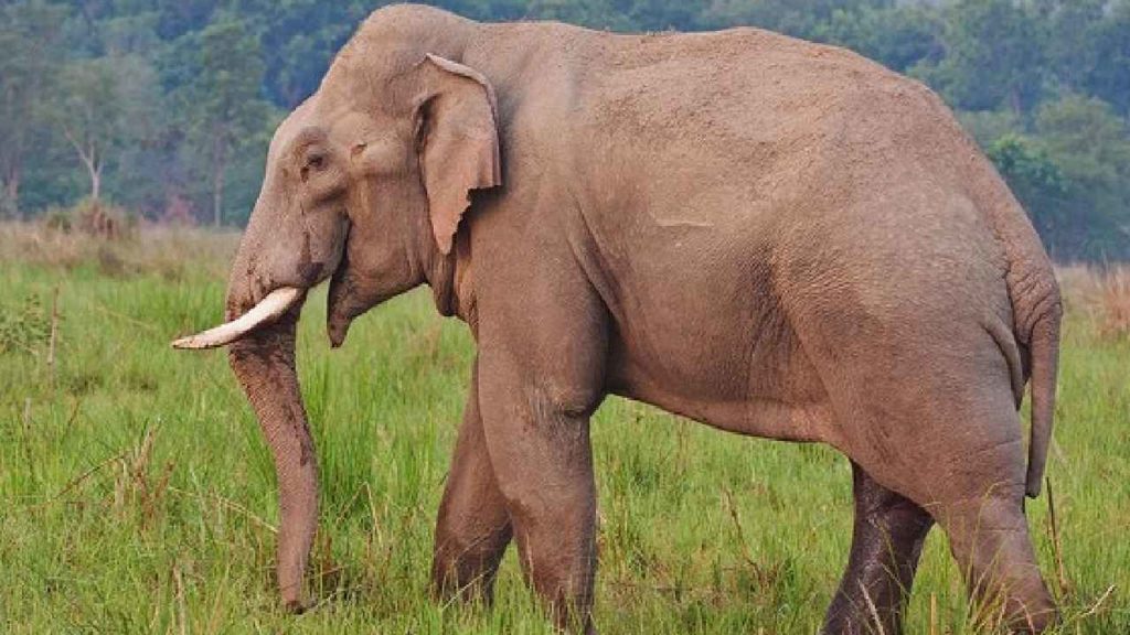 Man Arrested For Instigating Elephant