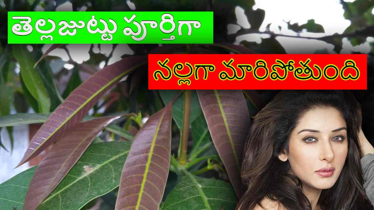 Mango Leaves Benefits : మామిడాకులతో ఇలా చేస్తే తలలో తెల్లవెంట్రుకలు కనిపించవు ! Mango Leaves Benefits : మామిడాకులతో ఇలా చేస్తే తలలో తెల్లవెంట్రుకలు కనిపించవు !