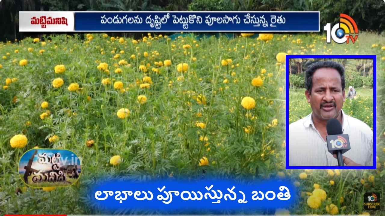 Marigold Farming :పెట్టుబడి తక్కువ, సమయం తక్కువ.. లాభాలు పూయిస్తున్న బంతిపూలసాగు Marigold Farming :పెట్టుబడి తక్కువ, సమయం తక్కువ.. లాభాలు పూయిస్తున్న బంతిపూలసాగు