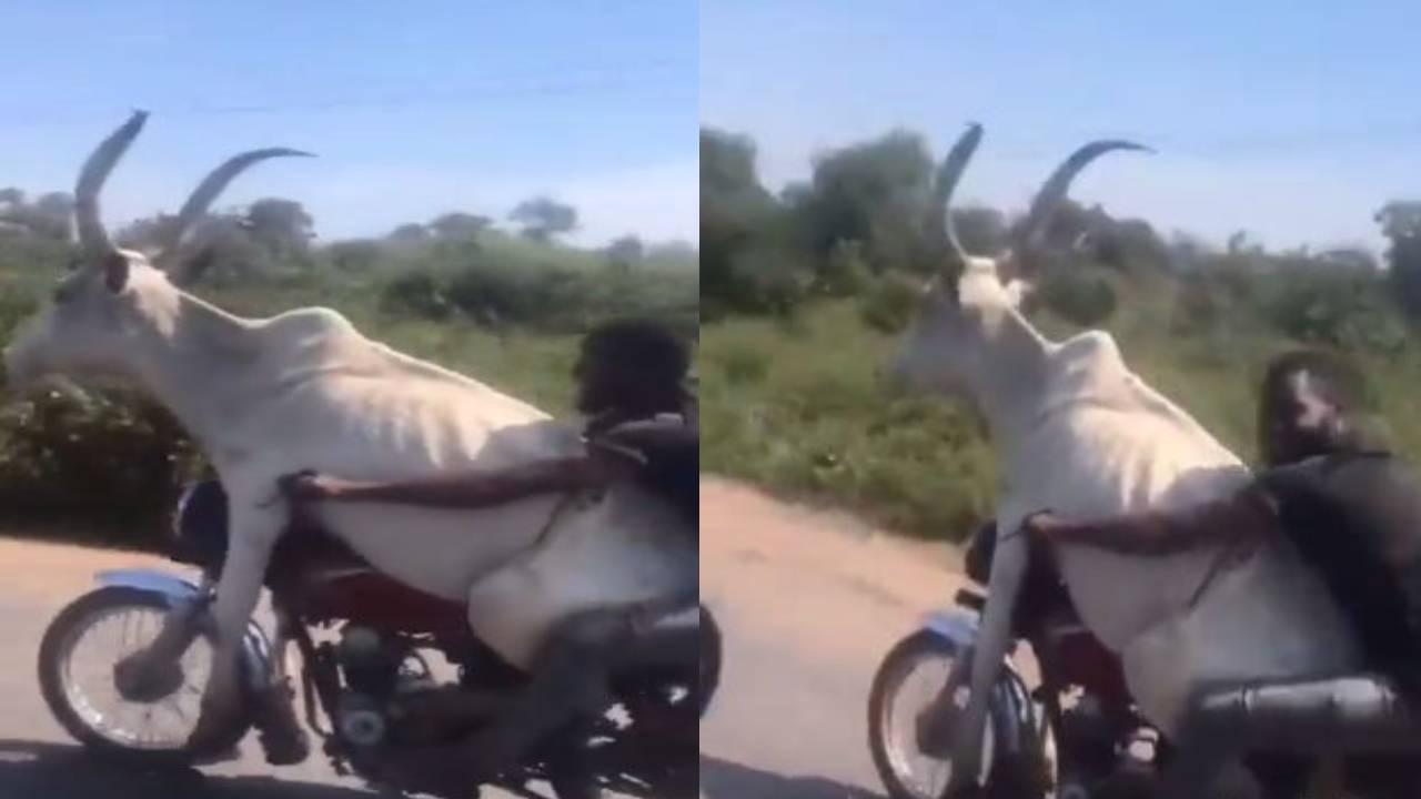 Dangerous Driving : ఇదేందయ్య ఇది!! ఆవు బైకెట్లెక్కా.. ఈ వీడియో చూస్తే ఎవ్వరికైనా దిమ్మతిరగడం ఖాయం .. Dangerous Driving : ఇదేందయ్య ఇది!! ఆవు బైకెట్లెక్కా.. ఈ వీడియో చూస్తే ఎవ్వరికైనా దిమ్మతిరగడం ఖాయం ..