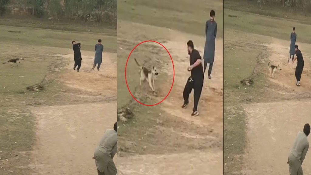 Dog Attacks Bowler