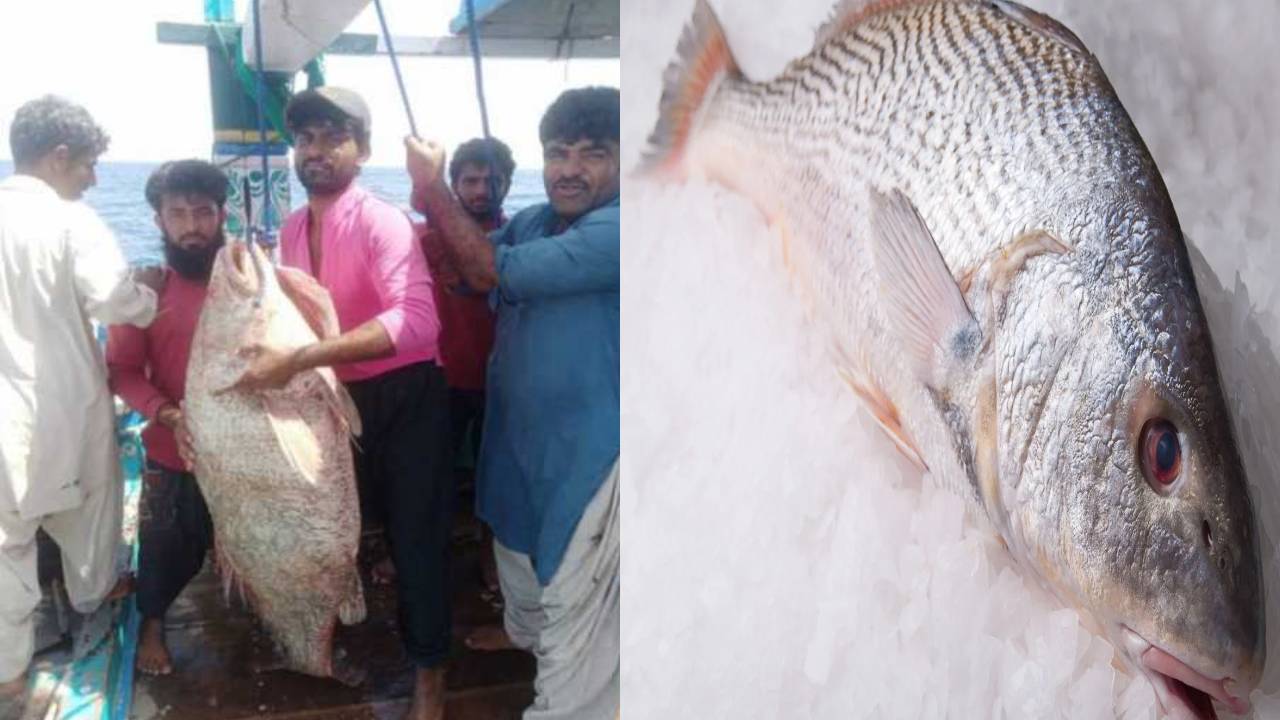 Pakistan : మత్స్యకారుడిని మిలియనీర్ చేసిన అరుదైన చేప.. ఆ చేప ప్రత్యేకత ఏంటంటే? Pakistan : మత్స్యకారుడిని మిలియనీర్ చేసిన అరుదైన చేప.. ఆ చేప ప్రత్యేకత ఏంటంటే?