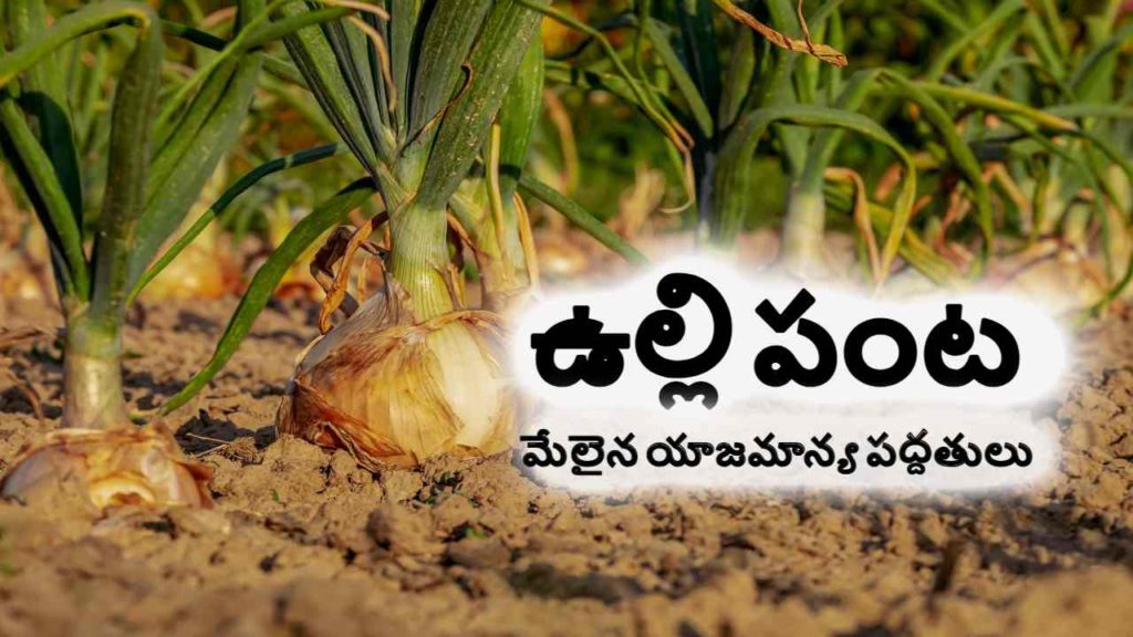Onion Cultivation
