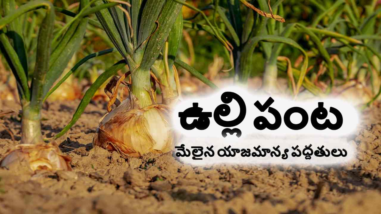 Onion Cultivation : ఉల్లి సాగుకు అనువైన నేలలు, చేపట్టాల్సిన యాజమాన్యపద్ధతులు ! Onion Cultivation : ఉల్లి సాగుకు అనువైన నేలలు, చేపట్టాల్సిన యాజమాన్యపద్ధతులు !