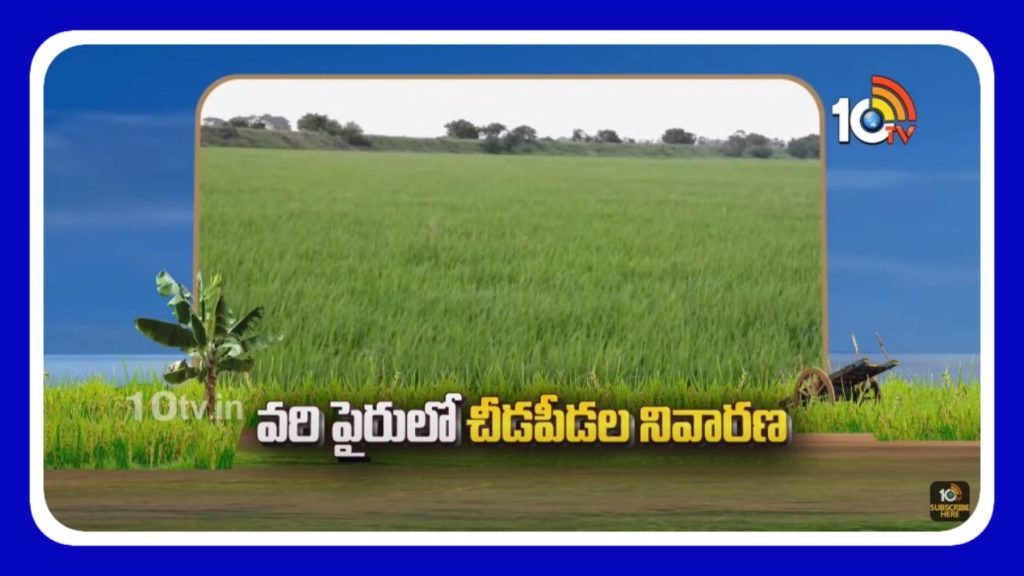 Paddy Cultivation
