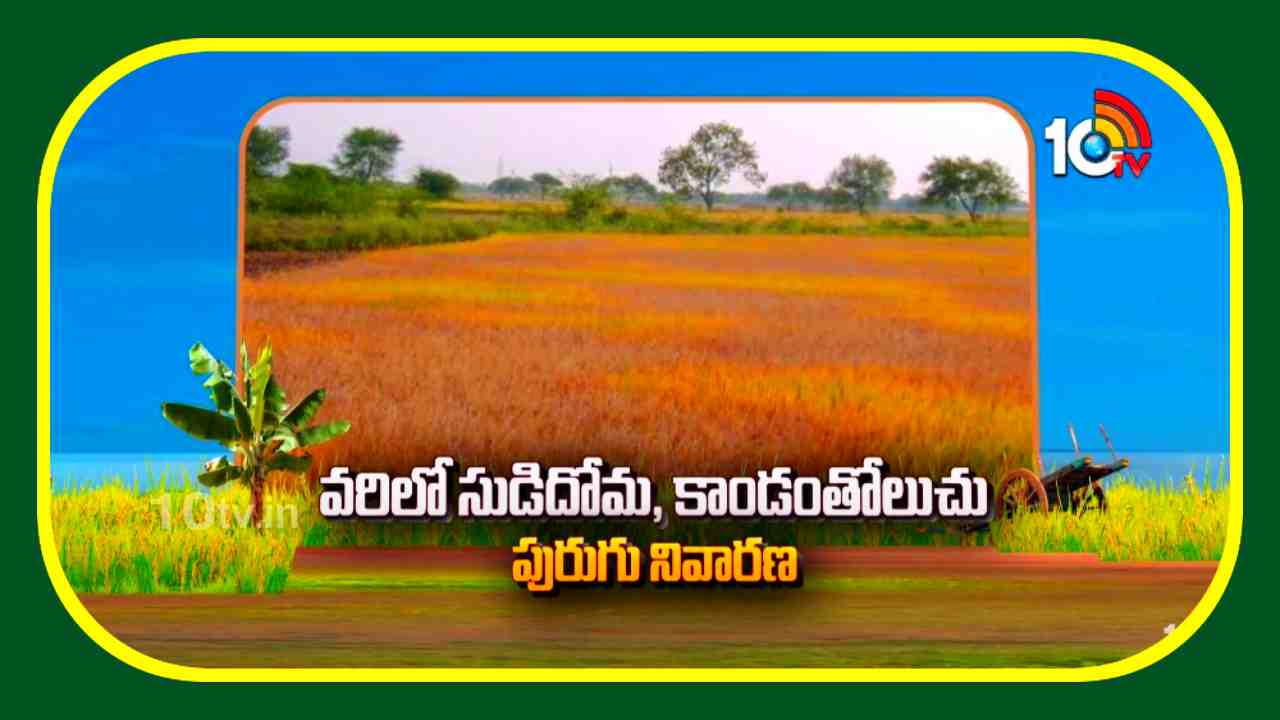 Paddy Cultivation : వరిలో కాండంతోలుచు పురుగు, సుడిదోమ..నివారణకు ముందస్తుగా చేపట్టాల్సిన సస్యరక్షణ Paddy Cultivation : వరిలో కాండంతోలుచు పురుగు, సుడిదోమ..నివారణకు ముందస్తుగా చేపట్టాల్సిన సస్యరక్షణ