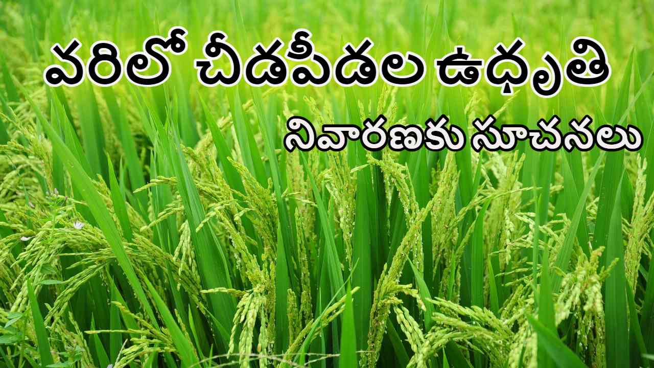 Pest Management in Paddy : వరిలో చీడపీడల ఉధృతి.. నివారణకు శాస్త్రవేత్తల సూచనలు Pest Management in Paddy : వరిలో చీడపీడల ఉధృతి.. నివారణకు శాస్త్రవేత్తల సూచనలు
