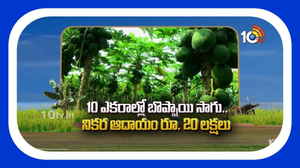 Papaya Cultivation