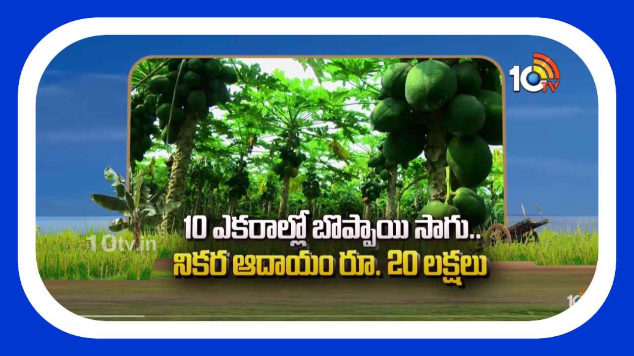 Papaya Cultivation : 10 ఎకరాల్లో బొప్పాయి సాగు.. నికర ఆదాయం రూ. 20 లక్షలు Papaya Cultivation : 10 ఎకరాల్లో బొప్పాయి సాగు.. నికర ఆదాయం రూ. 20 లక్షలు