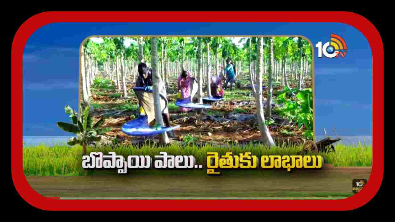 Papaya Milk : బొప్పాయి పాలతో ఔషదాల తయారీ.. అదనపు ఆదాయం పొందుతున్న రైతులు Papaya Milk : బొప్పాయి పాలతో ఔషదాల తయారీ.. అదనపు ఆదాయం పొందుతున్న రైతులు