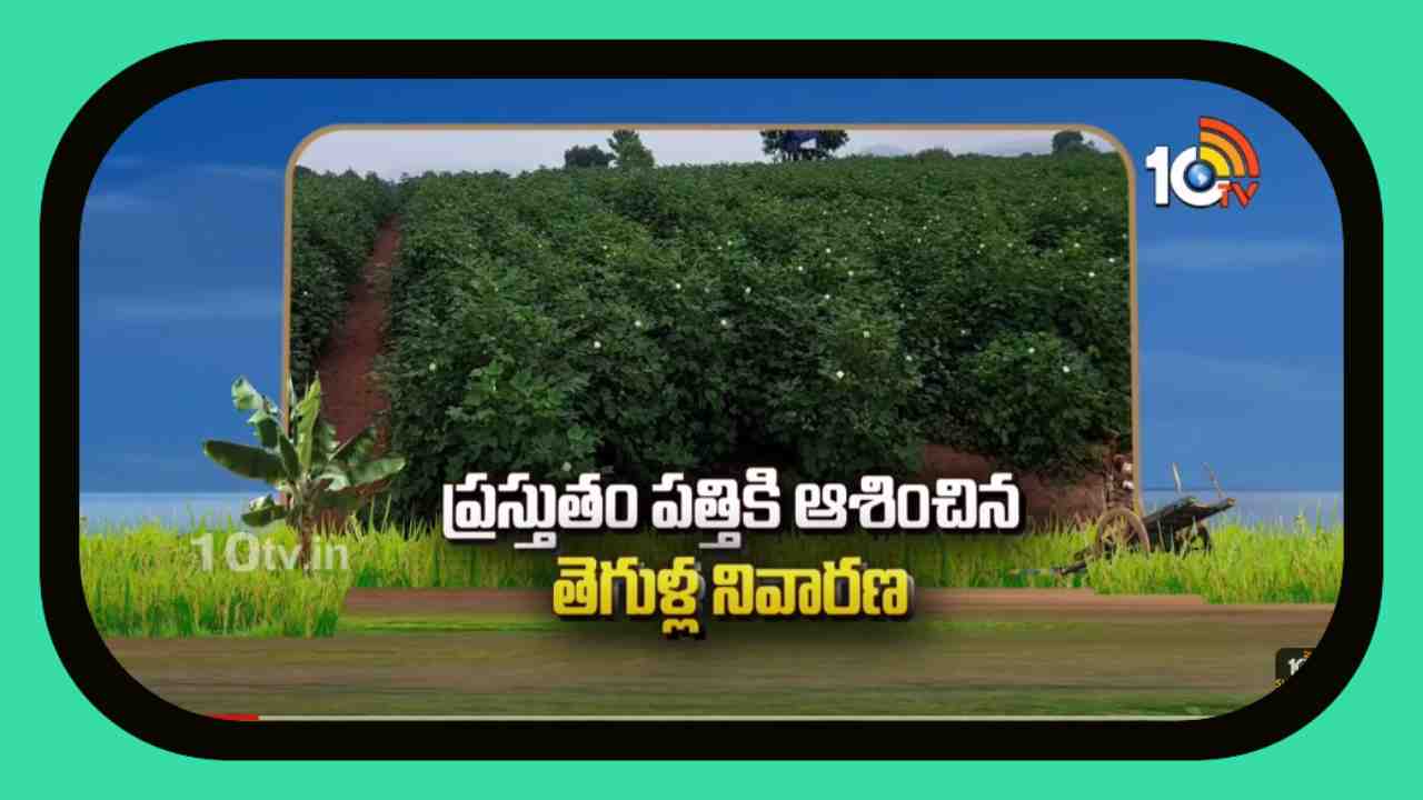 Pest Control : పత్తిలో పెరిగిన తెగుళ్ల ఉధృతి.. నివారణకు శాస్త్రవేత్తల సూచనలు Pest Control : పత్తిలో పెరిగిన తెగుళ్ల ఉధృతి.. నివారణకు శాస్త్రవేత్తల సూచనలు