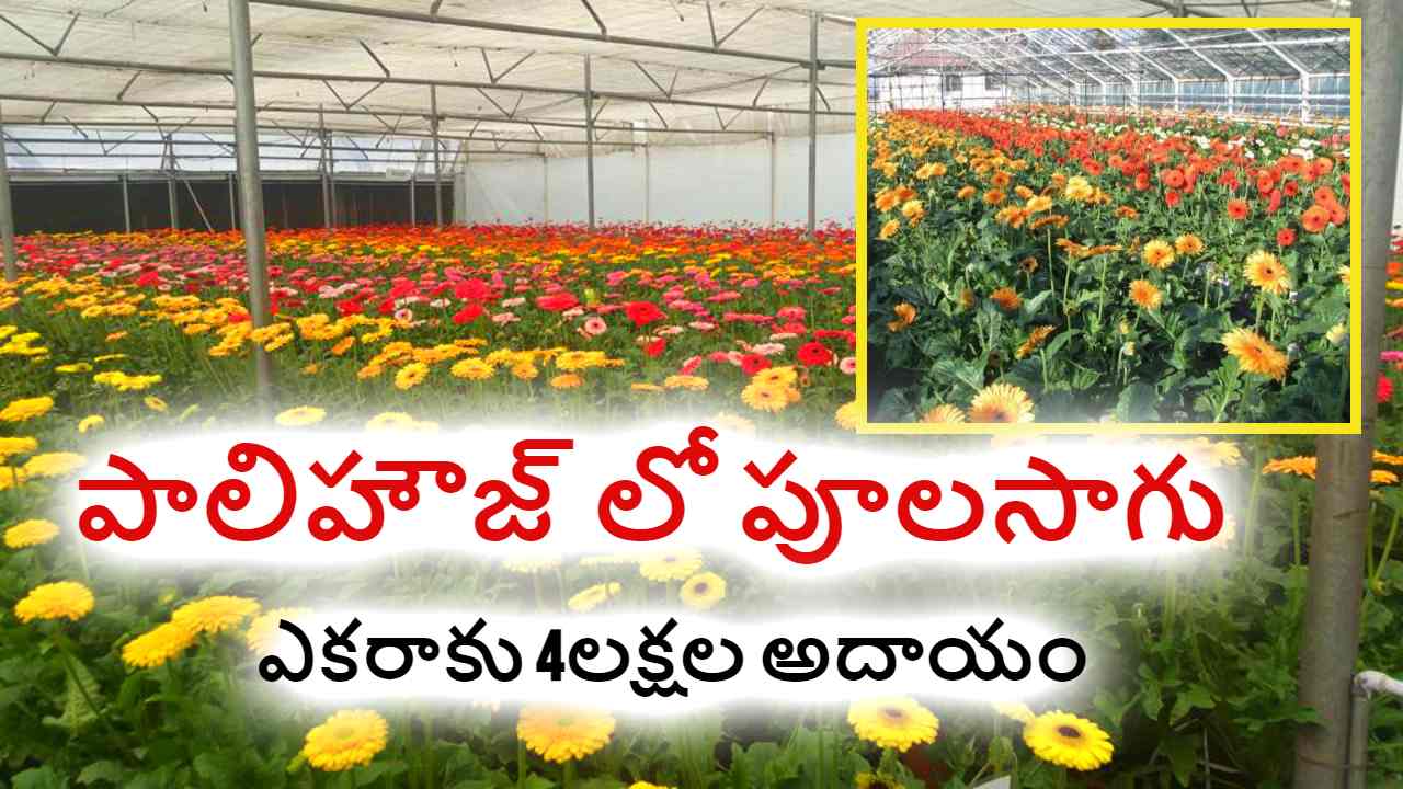 Flower Cultivation : పాలిహౌజ్ లో పూలసాగు.. ఎకరాకు 4లక్షల అదాయం Flower Cultivation : పాలిహౌజ్ లో పూలసాగు.. ఎకరాకు 4లక్షల అదాయం