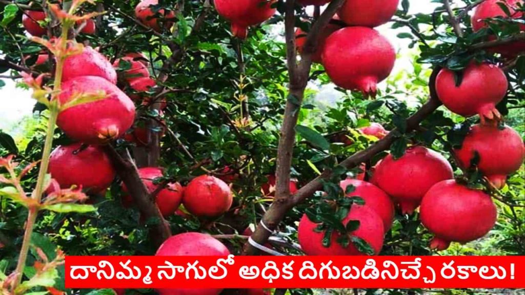 Pomegranate