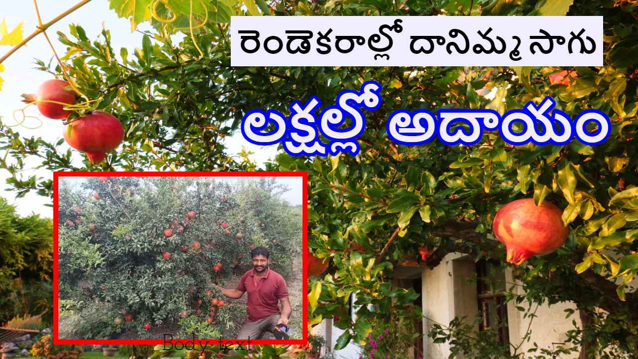 Farmer Success Story : చెరకు తోటలో యువ రైతు అద్భుతమైన ప్రయోగం.. రెండెకరాల్లో దానిమ్మ తోటతో లక్షల్లో లాభం Farmer Success Story : చెరకు తోటలో యువ రైతు అద్భుతమైన ప్రయోగం.. రెండెకరాల్లో దానిమ్మ తోటతో లక్షల్లో లాభం