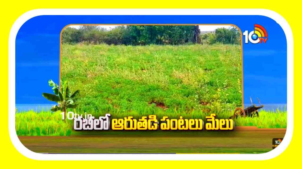 Rabi Crops