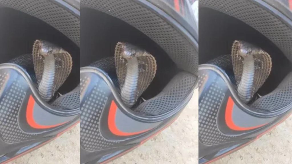 Snake Hiding In Bike Helmet