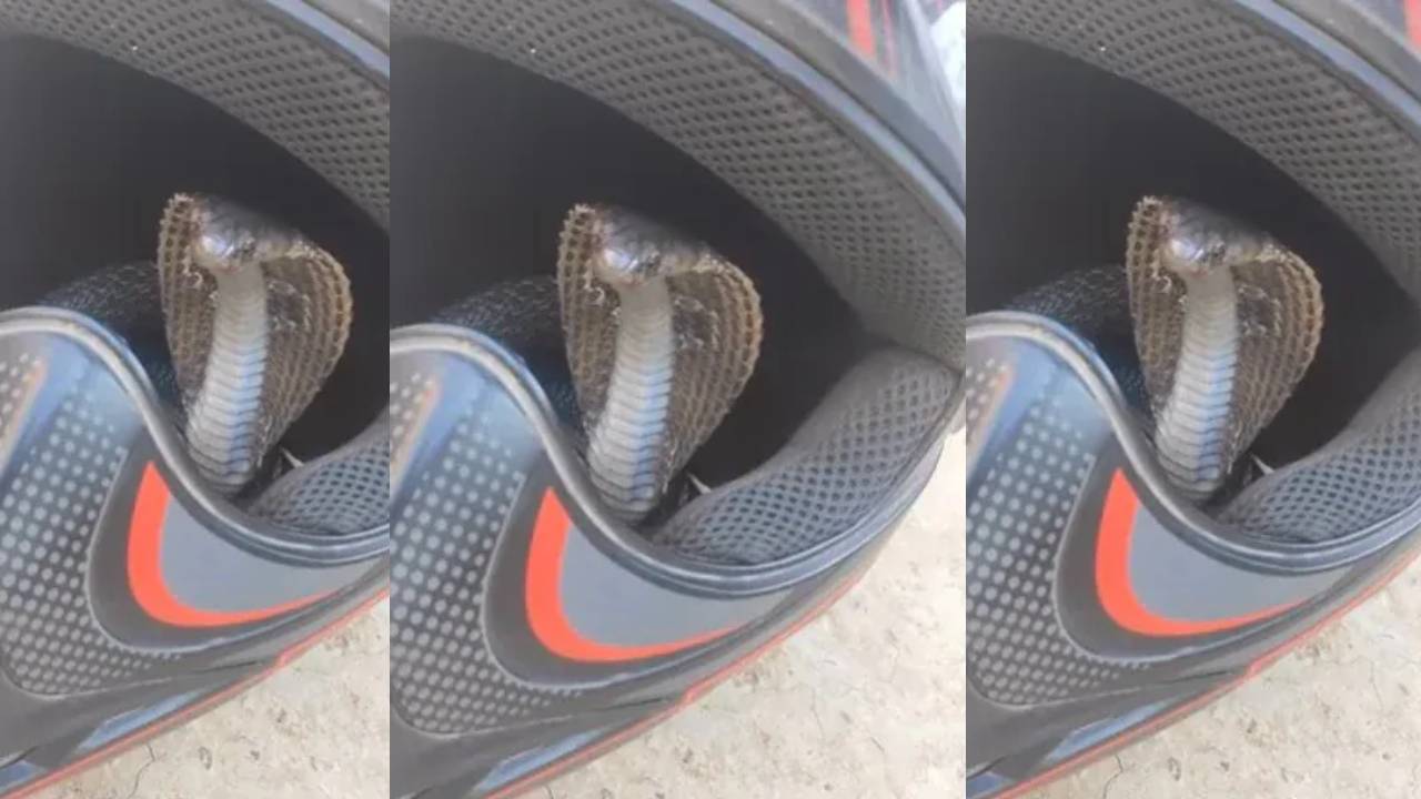 Snake In Helmet : హెల్మెట్లో దూరిన నాగుపాము .. ఒళ్లు గగుర్పొడిచే వీడియో Snake In Helmet : హెల్మెట్లో దూరిన నాగుపాము .. ఒళ్లు గగుర్పొడిచే వీడియో