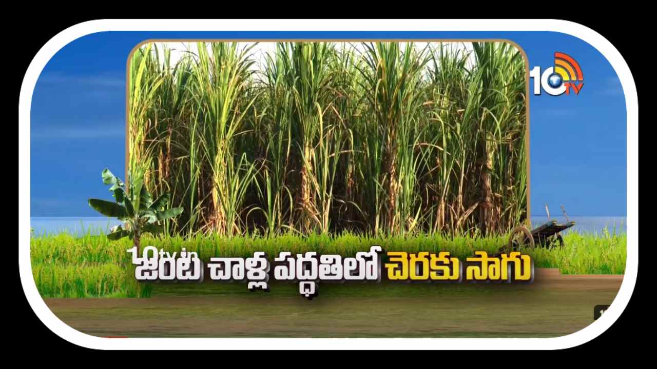 sugarcane Cultivation : జంట చాళ్లసాగుతో చెరకులో అధికోత్పత్తి.. తక్కువ ఖర్చుతో మెరుగైన ఫలితాలు sugarcane Cultivation : జంట చాళ్లసాగుతో చెరకులో అధికోత్పత్తి.. తక్కువ ఖర్చుతో మెరుగైన ఫలితాలు