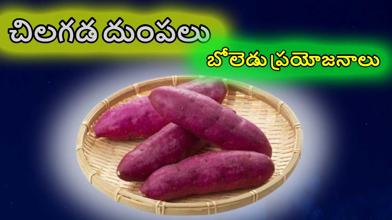 sweet potatoes health benefits : వీటిని తింటే క్యాన్సర్ తో సహా దీర్ఘకాలిక వ్యాధులనుండి రక్షణ పొందొచ్చు తెలుసా ! sweet potatoes health benefits : వీటిని తింటే క్యాన్సర్ తో సహా దీర్ఘకాలిక వ్యాధులనుండి రక్షణ పొందొచ్చు తెలుసా !