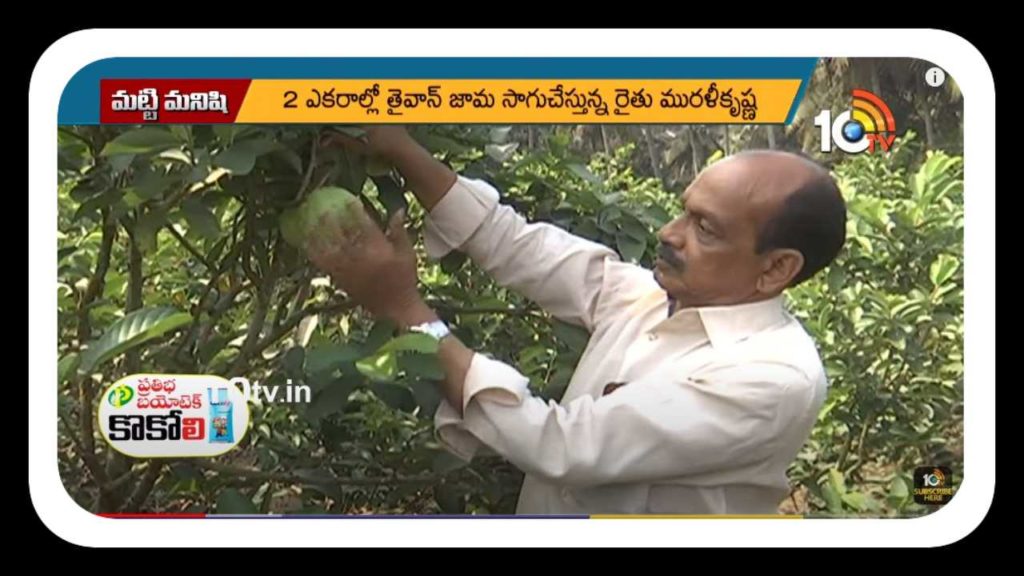 Taiwan Guava Cultivation