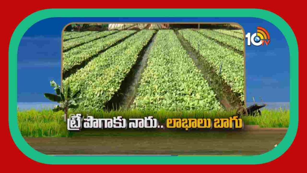 Tobacco Cultivation