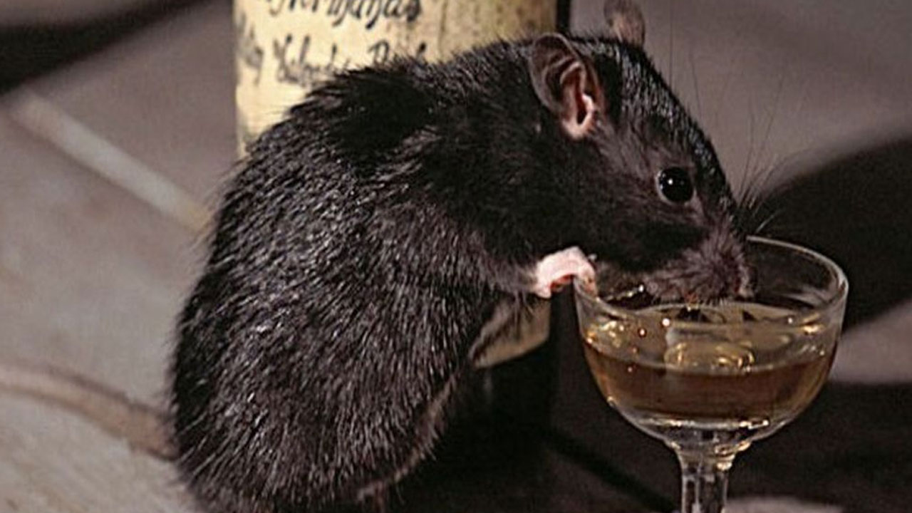 Police Arrests Rat: పోలీస్ స్టేషన్లో ఉన్న 60 మద్యం సీసాల్ని తాగేసిన ఎలుకను పట్టుకున్న పోలీసులు Police Arrests Rat: పోలీస్ స్టేషన్లో ఉన్న 60 మద్యం సీసాల్ని తాగేసిన ఎలుకను పట్టుకున్న పోలీసులు
