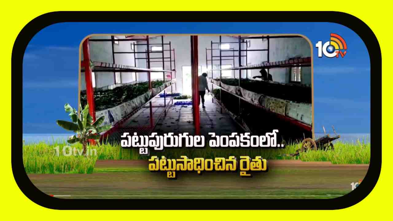 Silk Worms Cultivation : పట్టుపురుగుల పెంపకంలో పట్టుసాధించిన యువరైతు Silk Worms Cultivation : పట్టుపురుగుల పెంపకంలో పట్టుసాధించిన యువరైతు