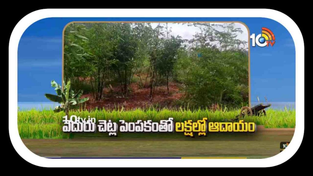 bamboo cultivation