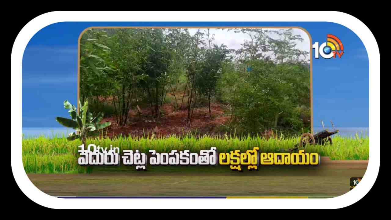 Bamboo Cultivation : తెలుగు రాష్ట్రాల్లో విస్తరిస్తున్న వెదురు సాగు Bamboo Cultivation : తెలుగు రాష్ట్రాల్లో విస్తరిస్తున్న వెదురు సాగు