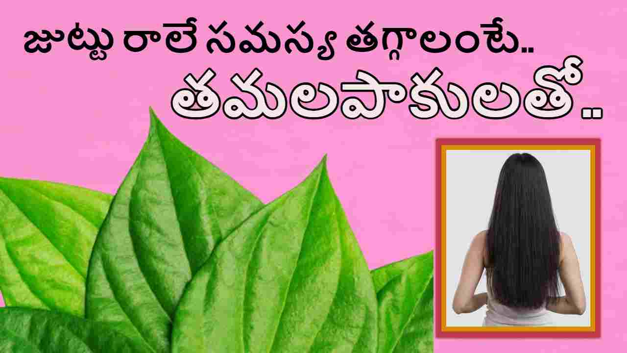 Betel Leaf for Hair Growth : ఒత్తైన, పట్టులాంటి జుట్టు కోసం…తమలపాకులను పేస్ట్ గా చేసి ! Betel Leaf for Hair Growth : ఒత్తైన, పట్టులాంటి జుట్టు కోసం…తమలపాకులను పేస్ట్ గా చేసి !