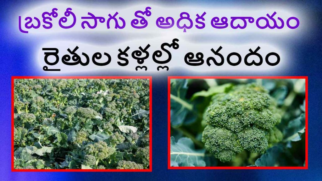 broccoli cultivation