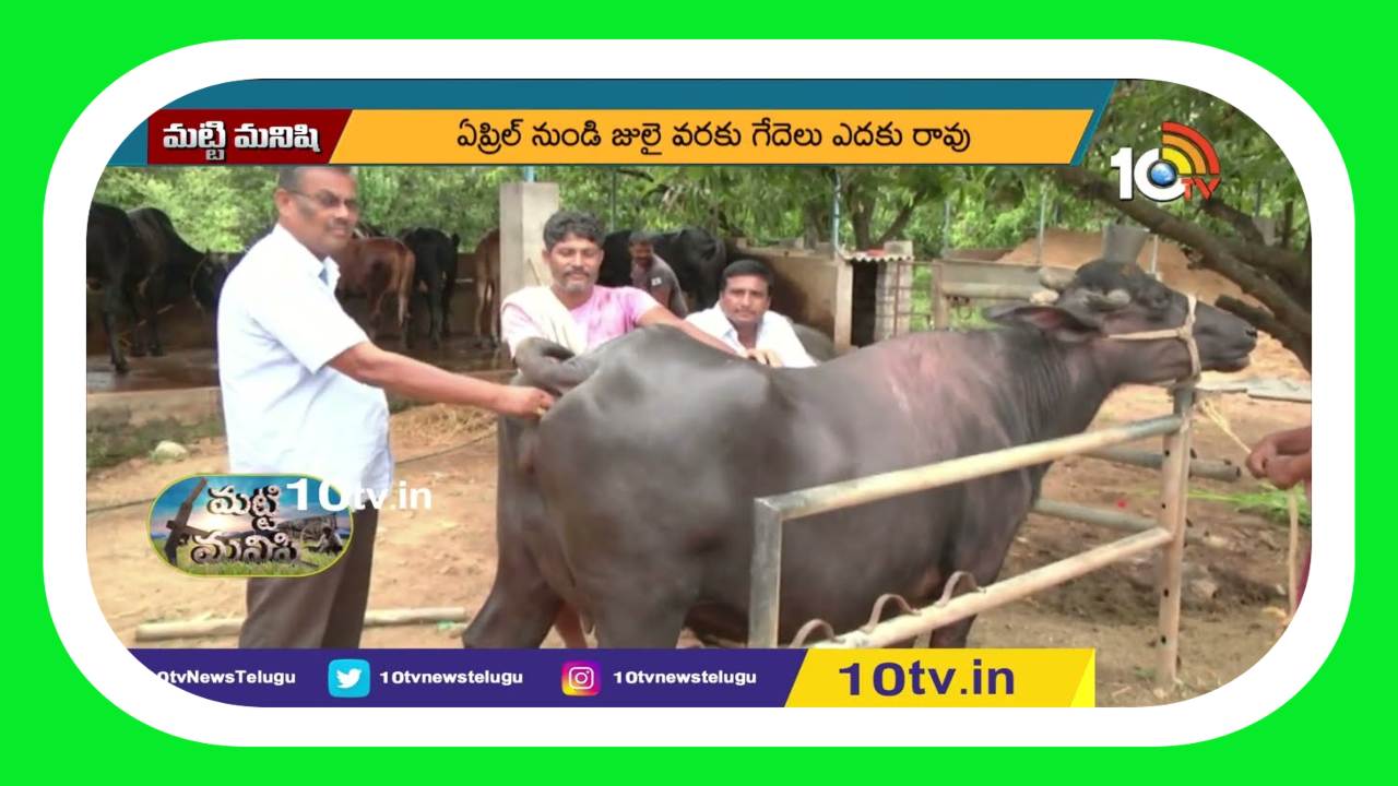 Reproduction Techniques : గేదెల పునరుత్పత్తిలో.. మెళకువులు Reproduction Techniques : గేదెల పునరుత్పత్తిలో.. మెళకువులు