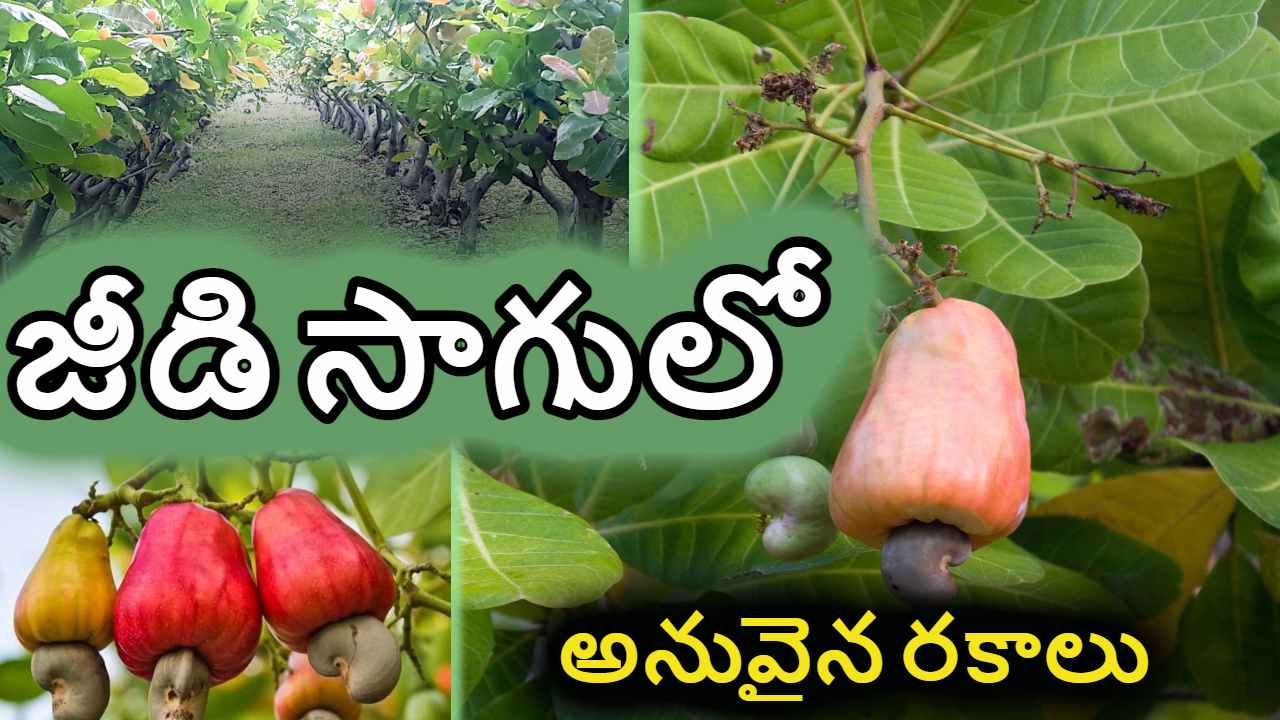 Cashew Cultivation : జీడి సాగులో అనువైన రకాలు Cashew Cultivation : జీడి సాగులో అనువైన రకాలు