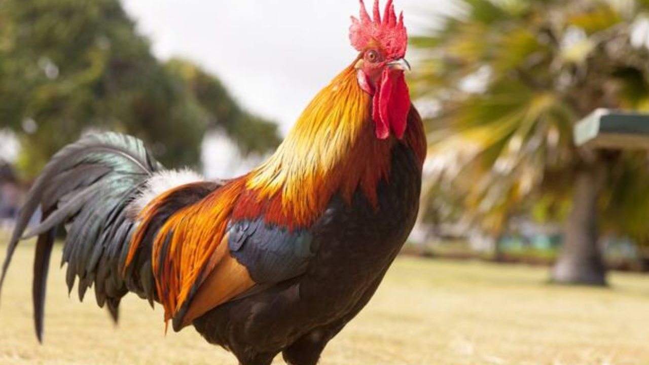 Chickens : కోళ్లకు పోస్టుమార్టం.. పెంపుడు కోళ్లు మరణించడంపై పోలీసులకు ఫిర్యాదు Chickens : కోళ్లకు పోస్టుమార్టం.. పెంపుడు కోళ్లు మరణించడంపై పోలీసులకు ఫిర్యాదు