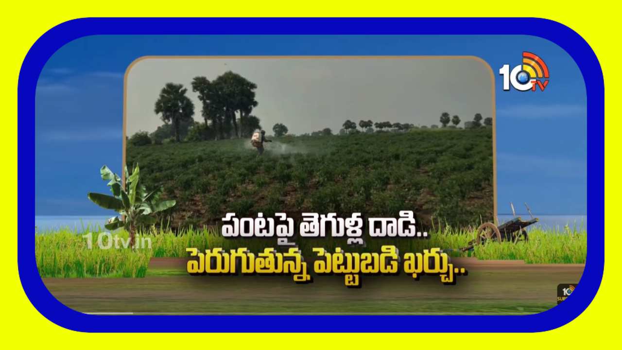 Chilli Crop : మిర్చి పంటపై తెగుళ్ల దాడి.. పెరుగుతున్న పెట్టుబడి ఖర్చు Chilli Crop : మిర్చి పంటపై తెగుళ్ల దాడి.. పెరుగుతున్న పెట్టుబడి ఖర్చు