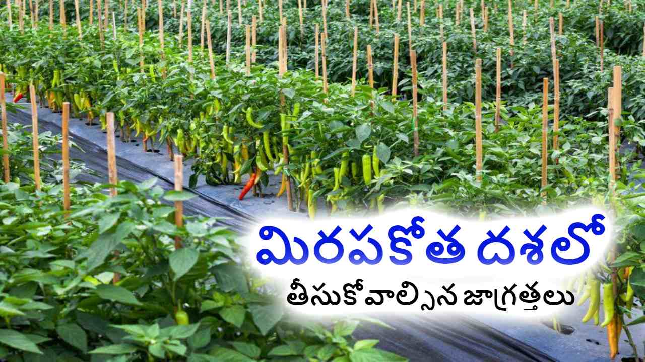 Precautions in Chilli Cuts : మిరపకోత దశలో తీసుకోవాల్సిన జాగ్రత్తలు Precautions in Chilli Cuts : మిరపకోత దశలో తీసుకోవాల్సిన జాగ్రత్తలు