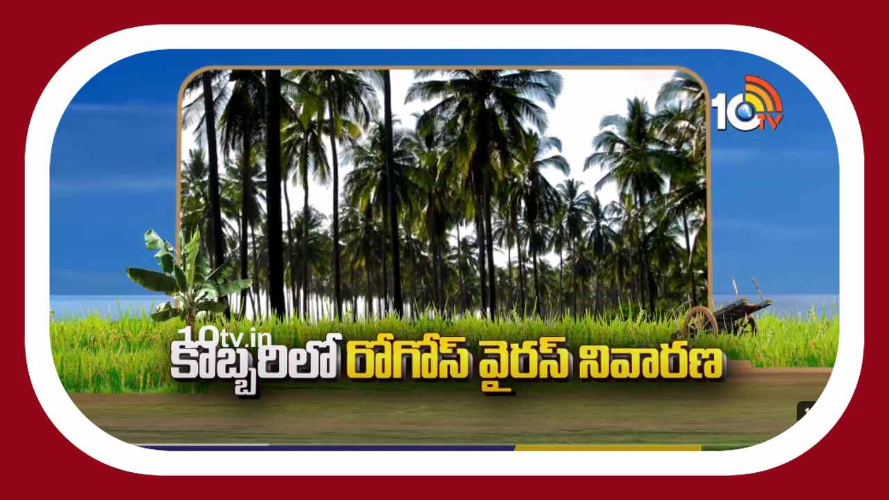 Coconut Cultivation : కొబ్బరిలో రోగోస్ తెగులు నివారణ Coconut Cultivation : కొబ్బరిలో రోగోస్ తెగులు నివారణ