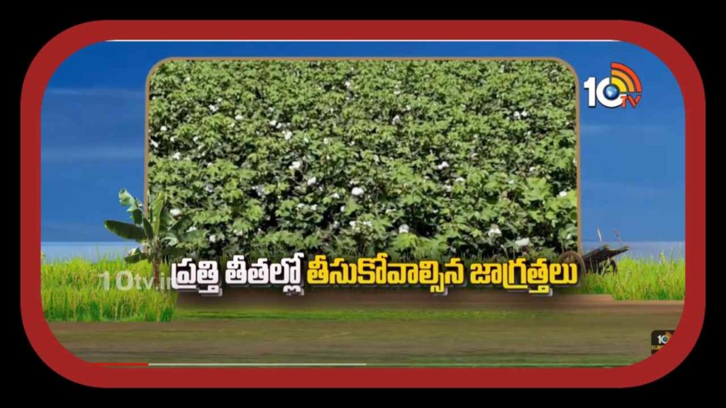 cotton cultivation