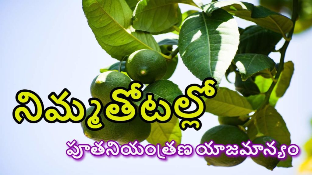 lemon cultivation